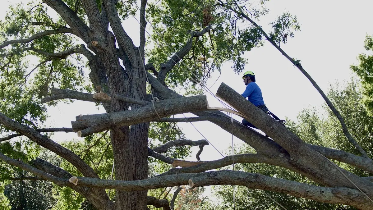 Professional Crown Thinning performed by certified arborists in Troy